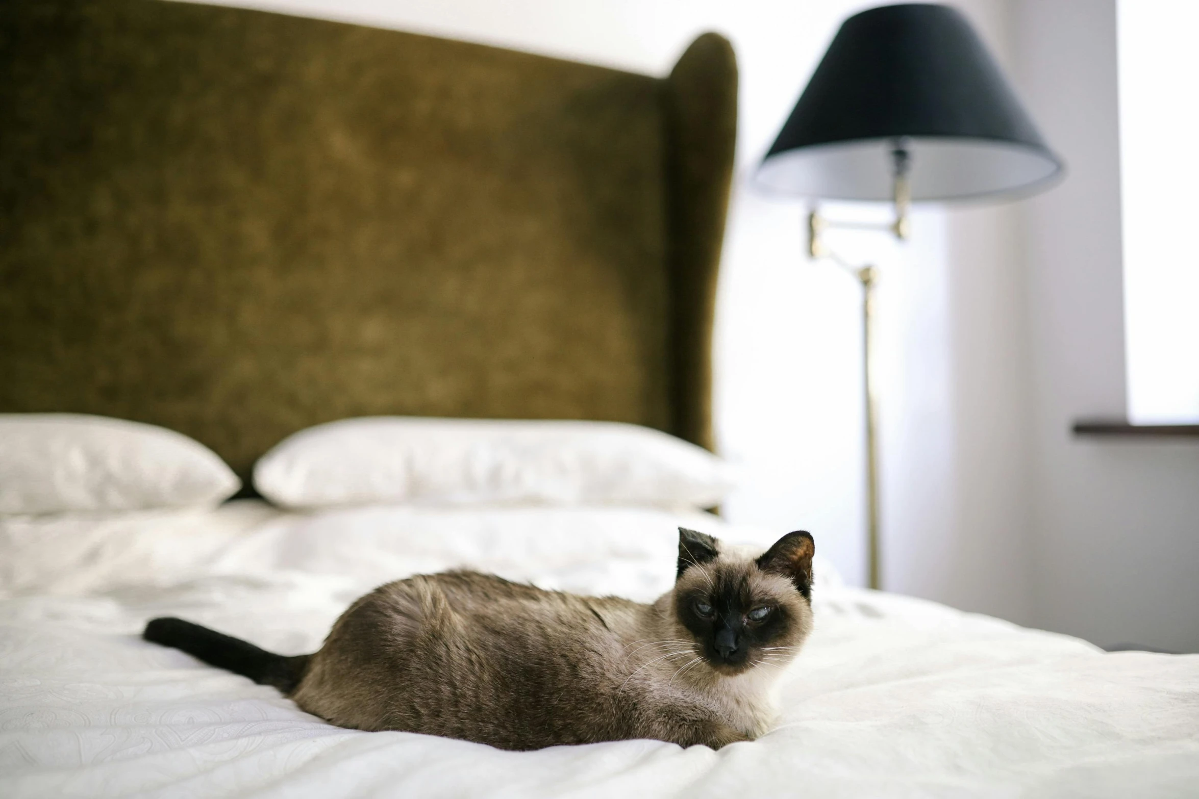 a siamese cat is laying on a bed