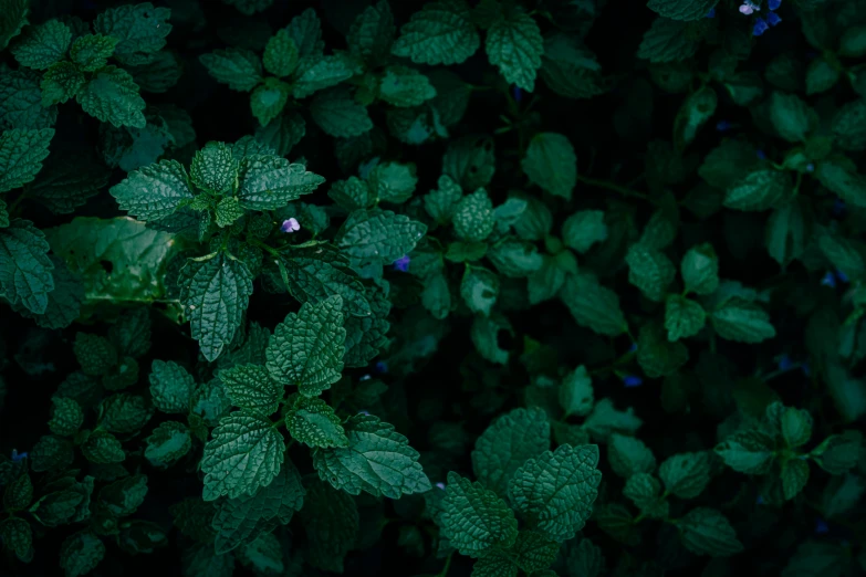 the green leaves of a bush are slightly glowing