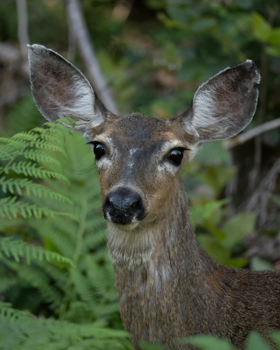 a brown deer with ears extended looking straight ahead