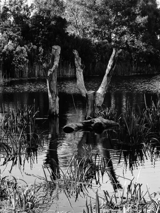 some trees floating in a body of water