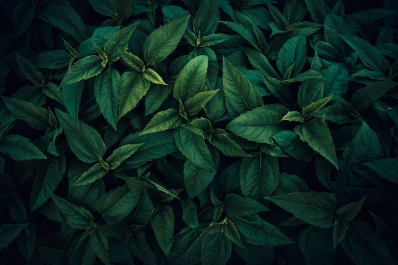 the leaves of a plant that is dark