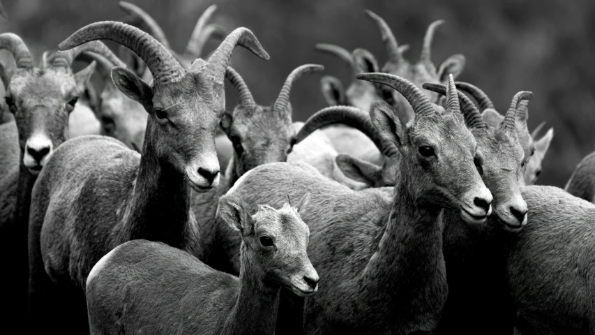 some rams are standing close together in the grass