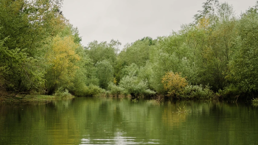 a river with lots of trees and bushes on the bank