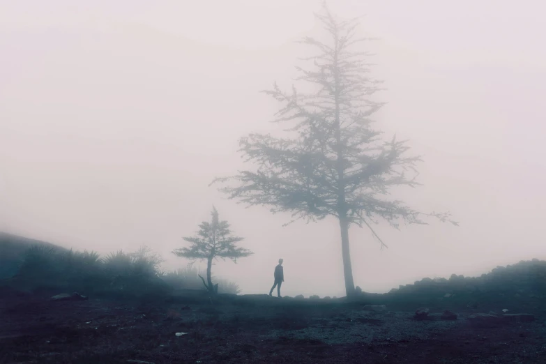 a person is standing in the fog between two trees