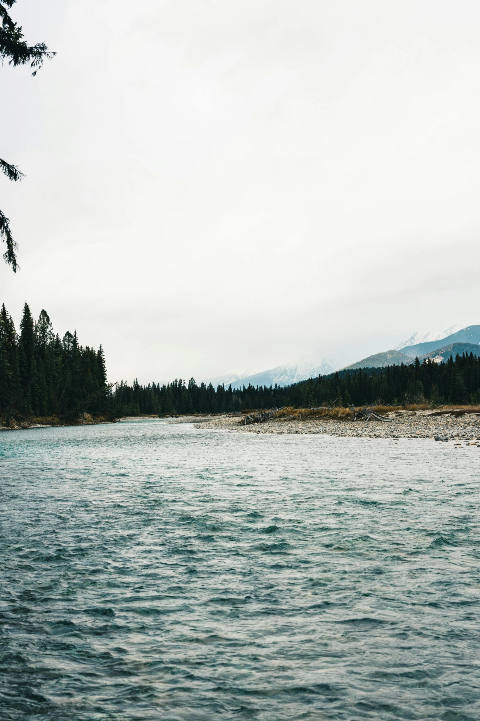 some water with lots of trees in the background