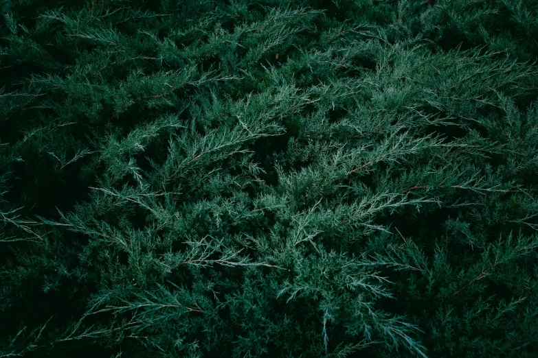 aerial po of large tree nches and green foliage