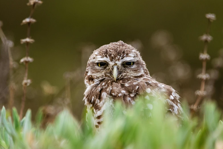 a little owl standing in a grassy area