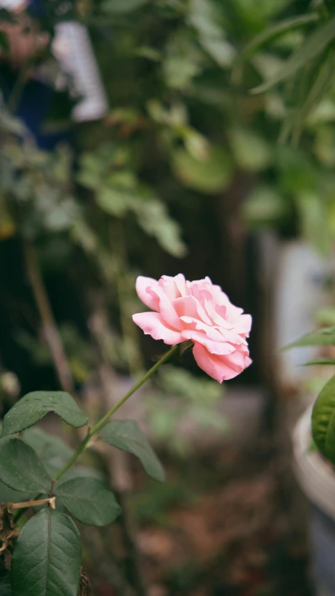a single pink flower is blooming in a garden