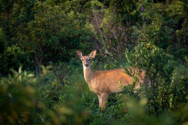 deer standing in grass and trees outside near bushes