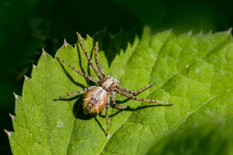 a spider sitting on top of a green leaf