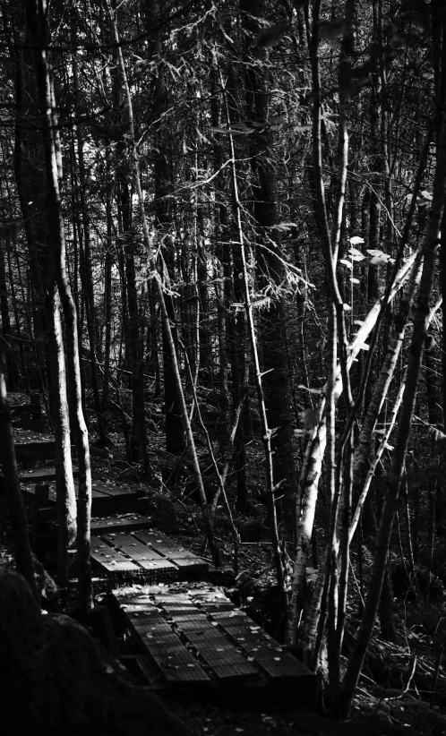 an old wooden path going through the woods