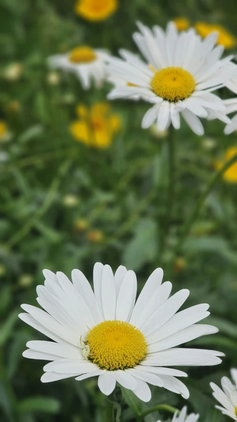 some white and yellow flowers growing in the grass