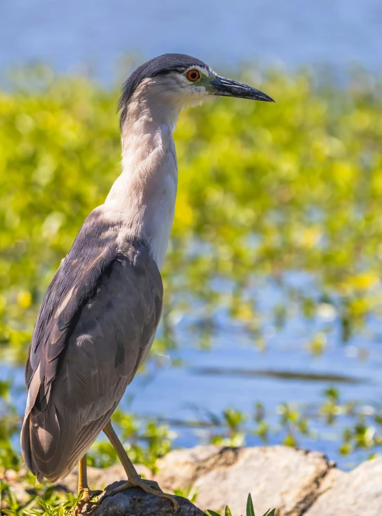 a close up of a bird with vegetation in the background