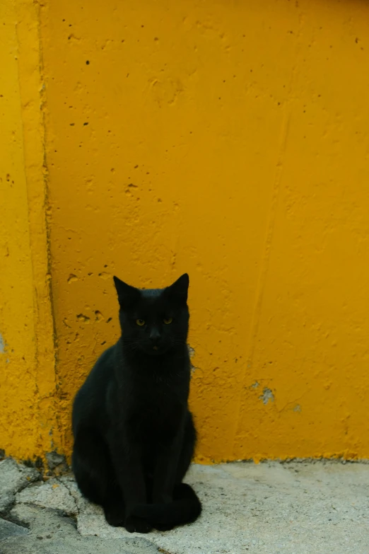 a black cat sitting next to a yellow wall