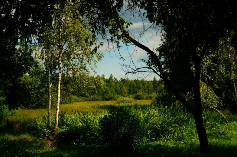 the bright sky is shining over a grassy field with tall trees