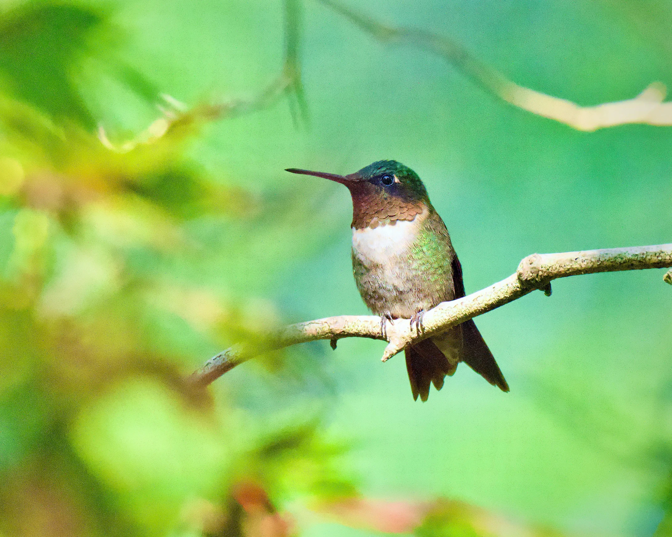 a hummingbird is perched on a small nch