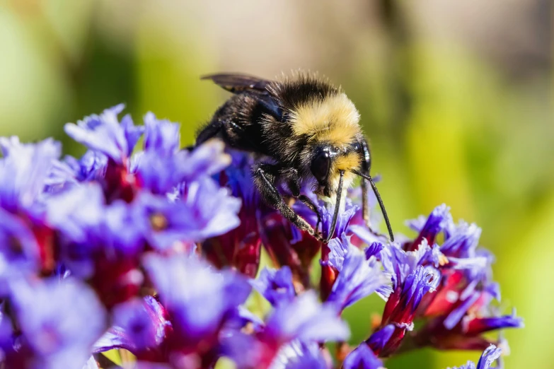 a bum sitting on top of some purple flowers