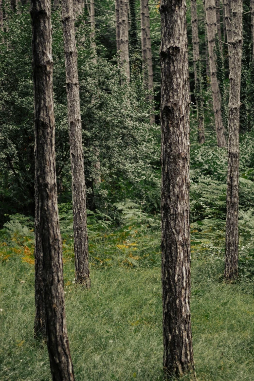 a po of some very pretty trees in the woods