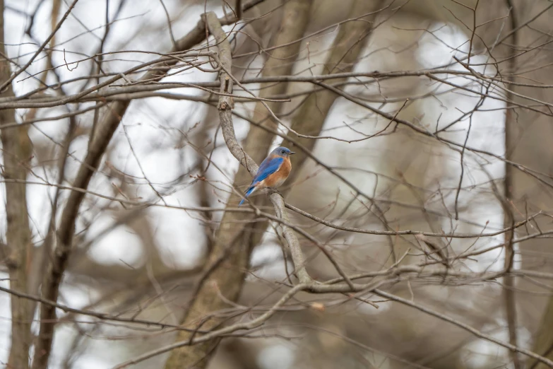 a blue bird sits on a bare tree nch
