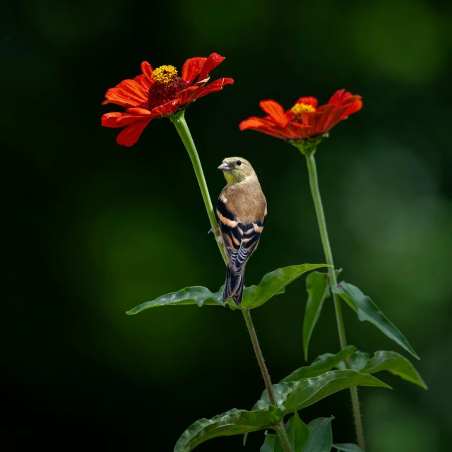 a bird perched on top of a flower