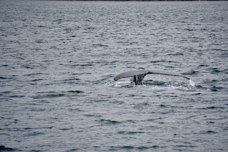 a big grey whale flups out of the water