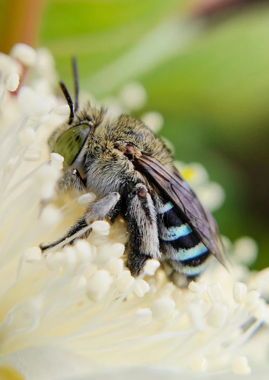 an insect with blue and black stripes sitting on a flower