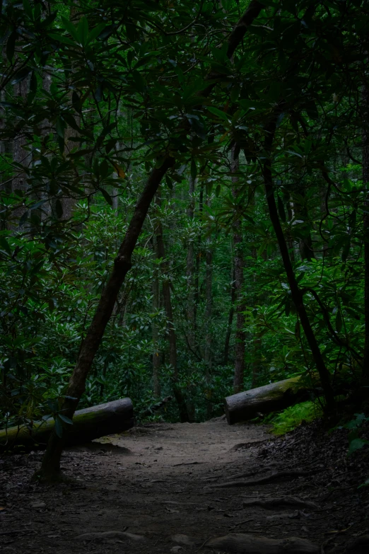 a road surrounded by trees and grass