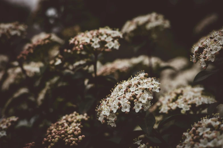 a white and pink flower is in a field