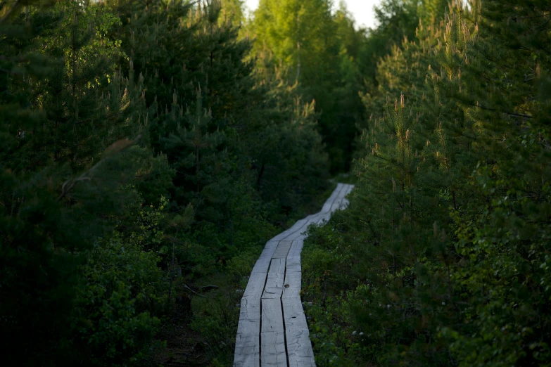 a path is lined with trees in the distance