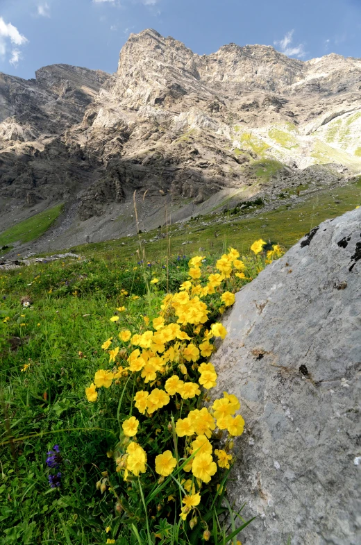 yellow flowers along the roadside on a mountain pass