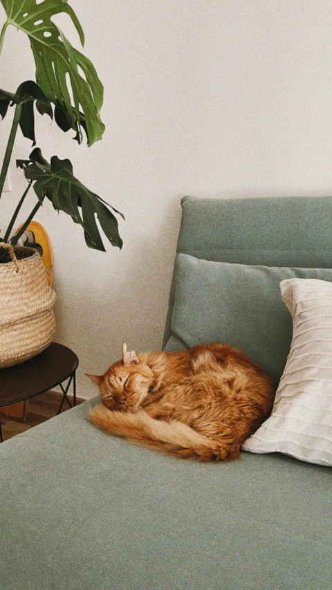 an orange cat is sleeping on the green bed
