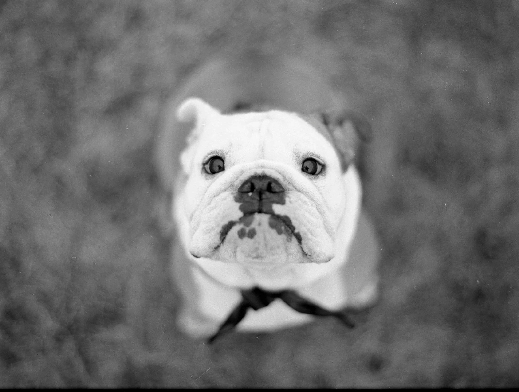 an upside down s of a bulldog's face