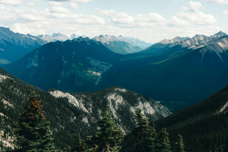 the trees in the mountain are very tall