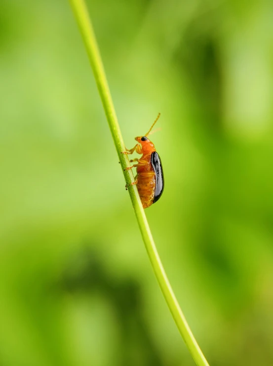 a bug sitting on the tip of a green stem