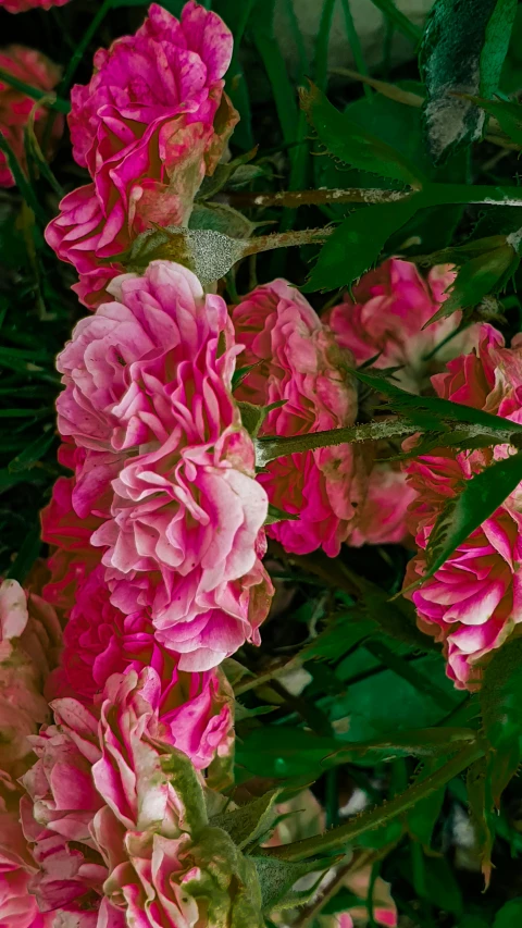 many large, pink flowers in a garden