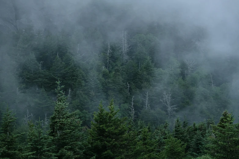 fog in the trees and mist on the ground