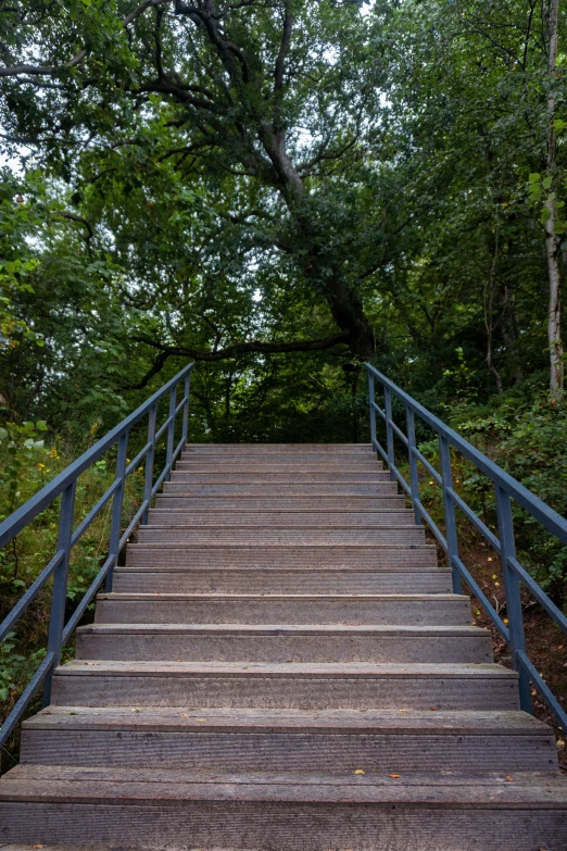 a wooden walkway in the woods leads up to a tree