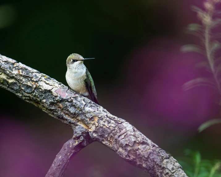 a hummingbird perched on a tree nch