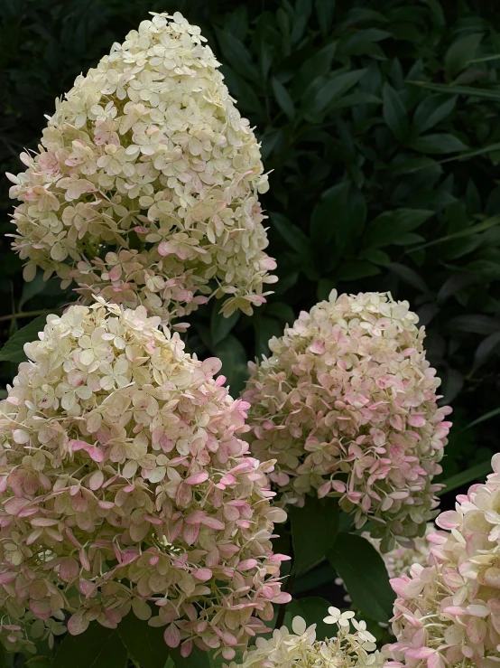 a bush with white flowers surrounded by shrubbery