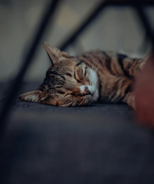 a cat sleeping on the floor while laying