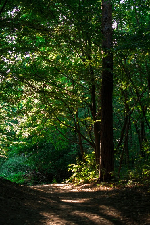 a path runs through the woods in a forest