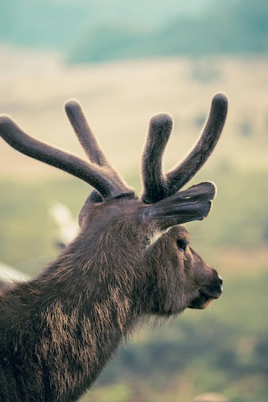 an animal with its antlers open by itself