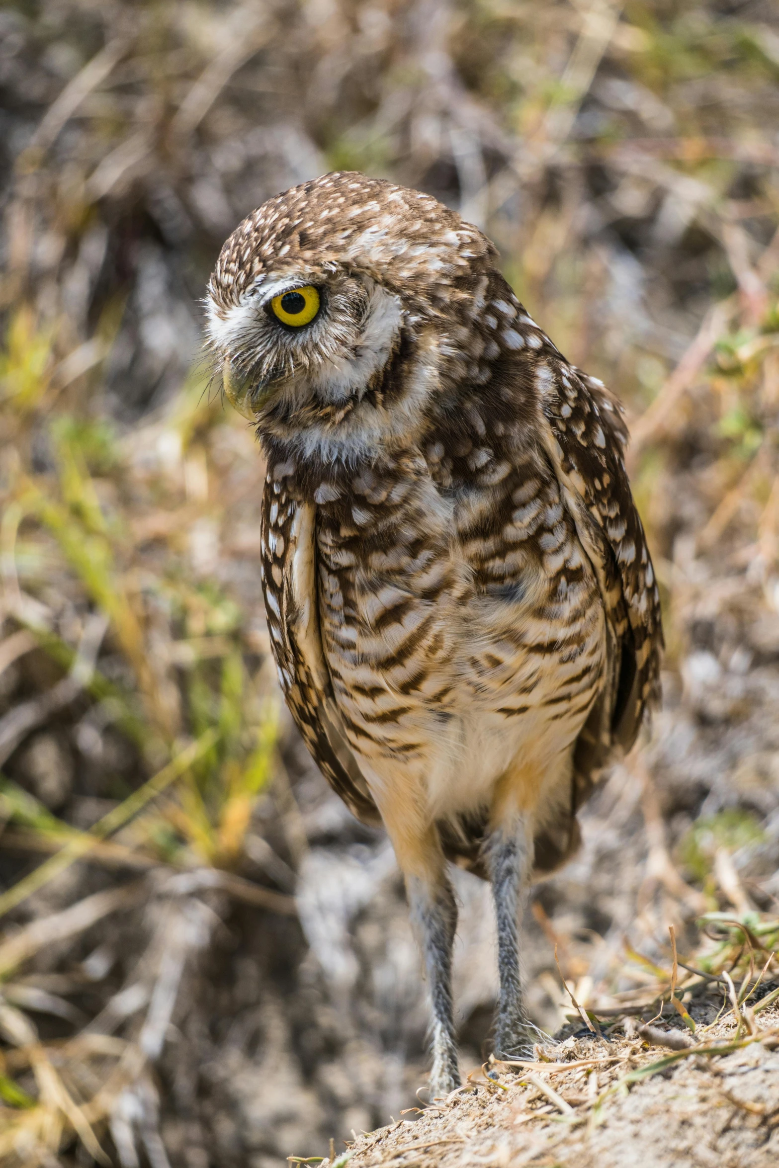 the owl is walking down the hill alone