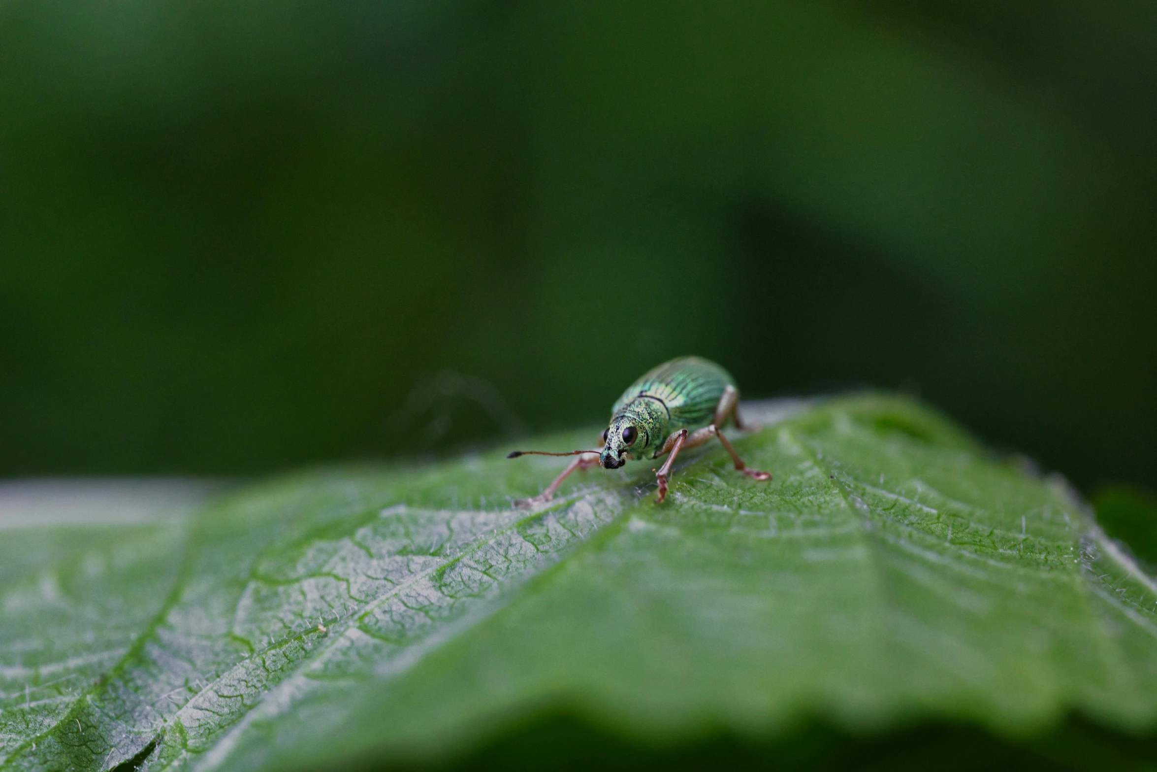 a bug sits on a green leaf and appears to be insect prey