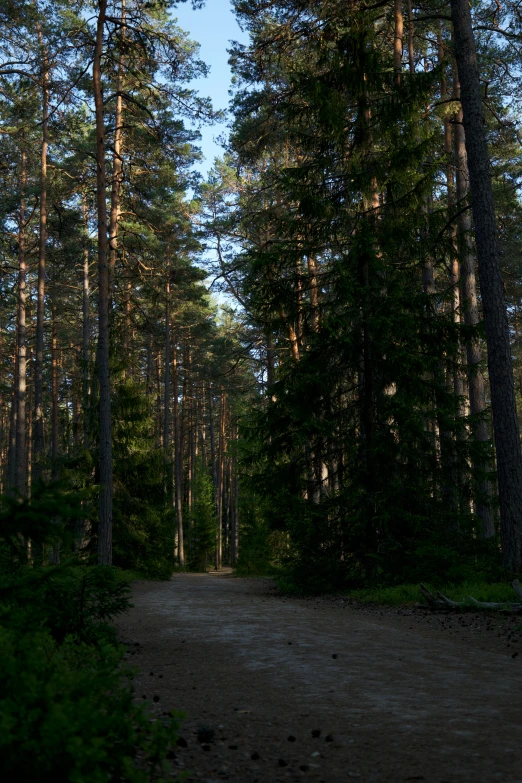 the road in the middle of the woods with many trees on it