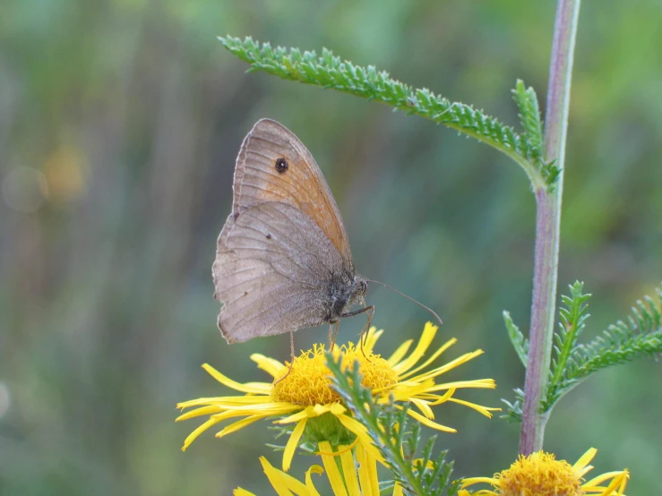 a small brown erfly perched on a yellow flower