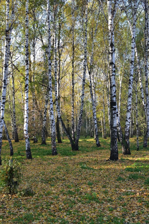 some white and green trees grass and dirt