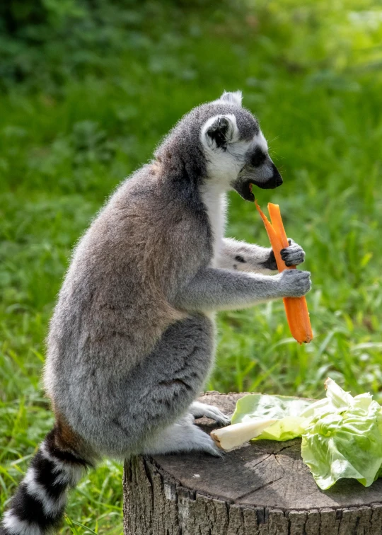 a lemurck holding a carrot and eating it