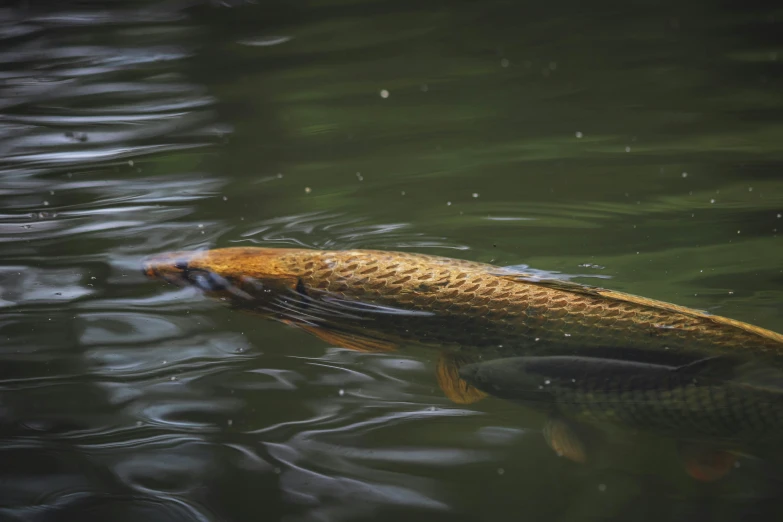 fish swimming in the water under cloudy skies