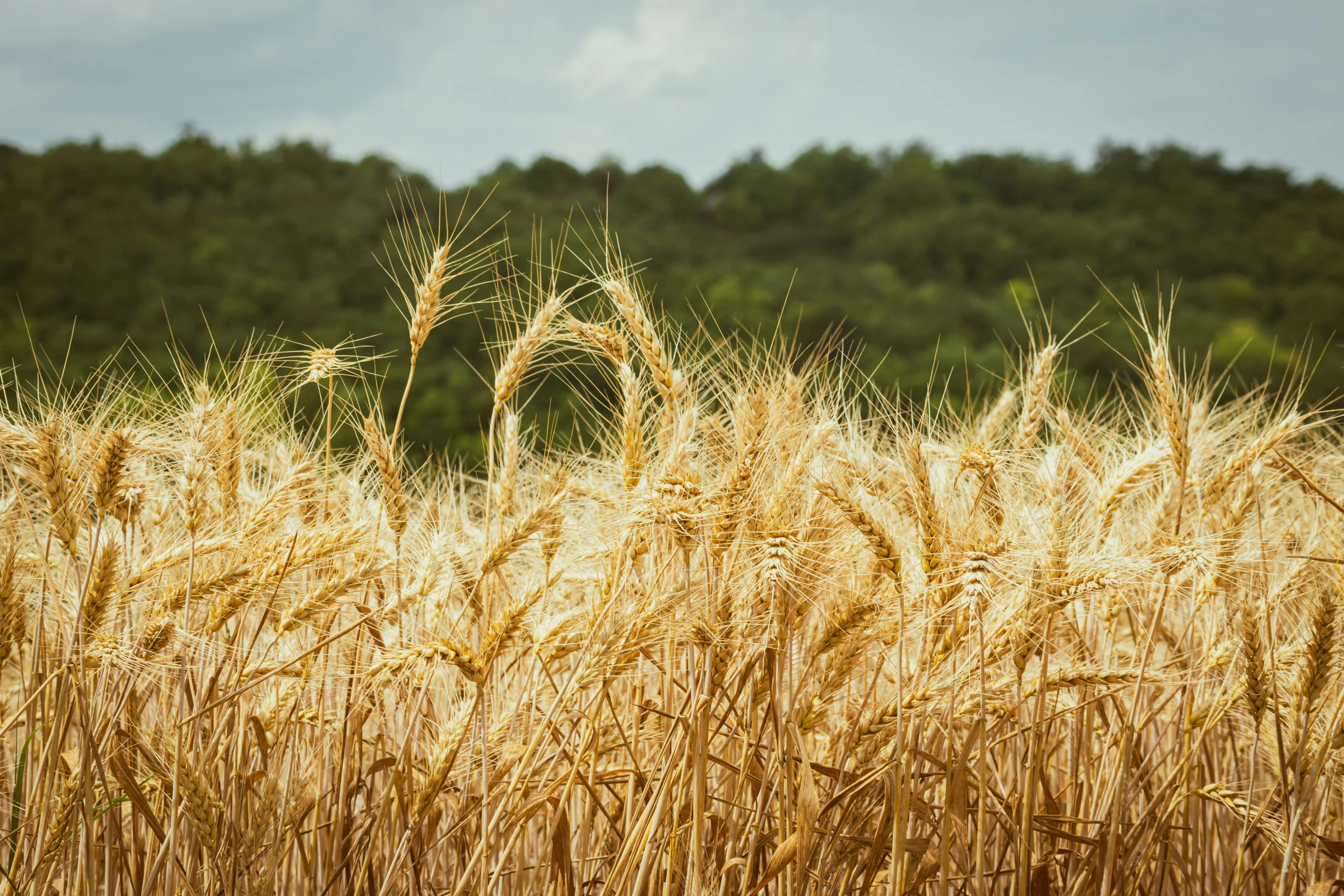 a field of grass with a blue sky in the background